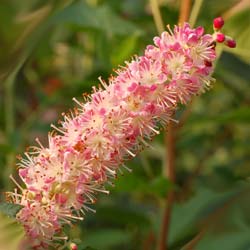 Clethra alnifolia Ruby Spice